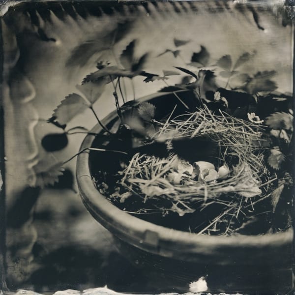 bird_nest_tintype