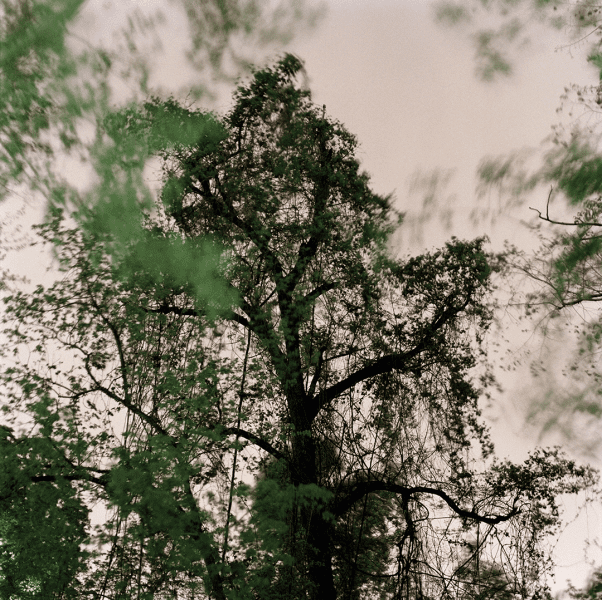 8-vines