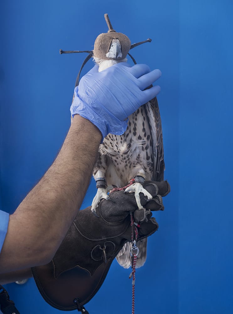 falcon-hospital-2-blue-glove-27x20