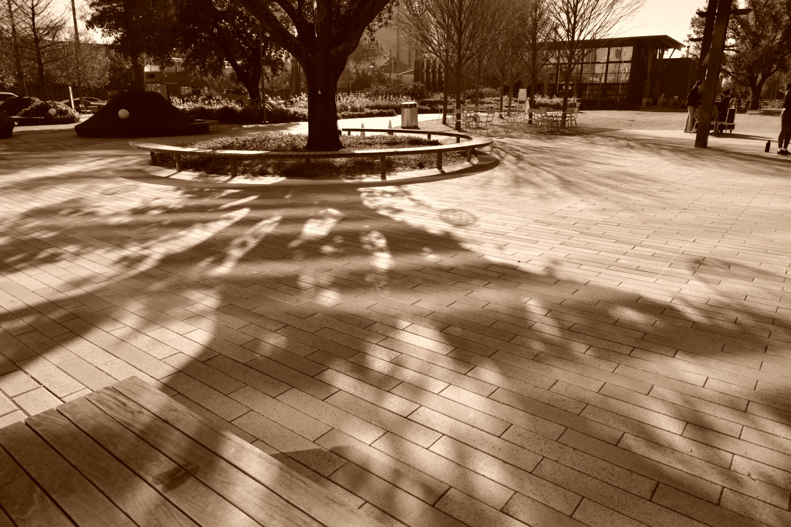 ike-zach-elongated-tree-shadow-2